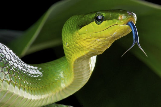 Reptiles / Amphibian