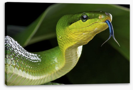 Reptiles / Amphibian