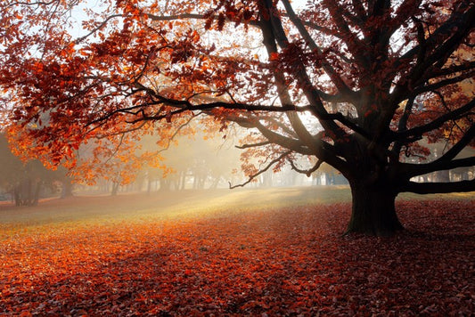 Alone in the Autumn park