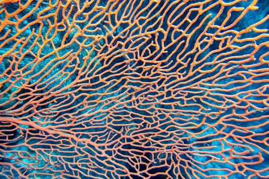 Pink sea fan