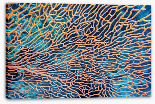 Pink sea fan