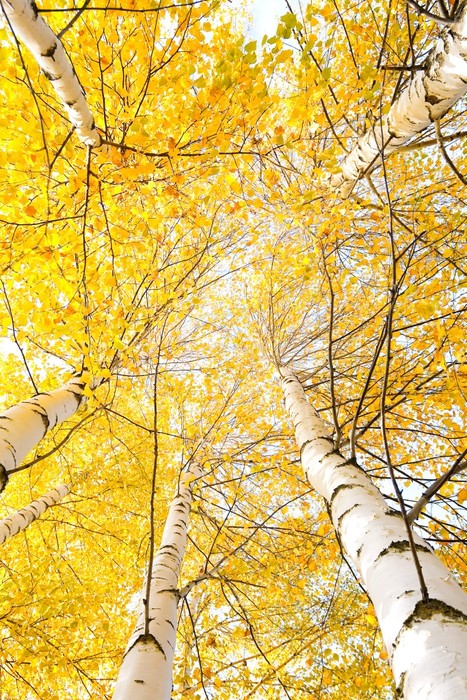 Yellow birch canopy