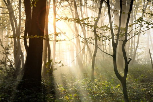 Sunlight shadows in the forest