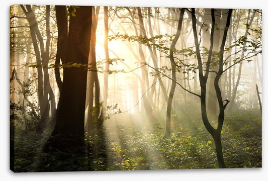 Sunlight shadows in the forest