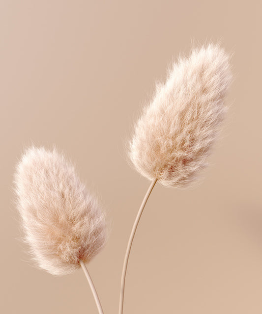 Two fluffy flowers