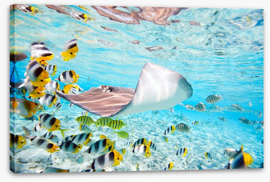 Stingray school