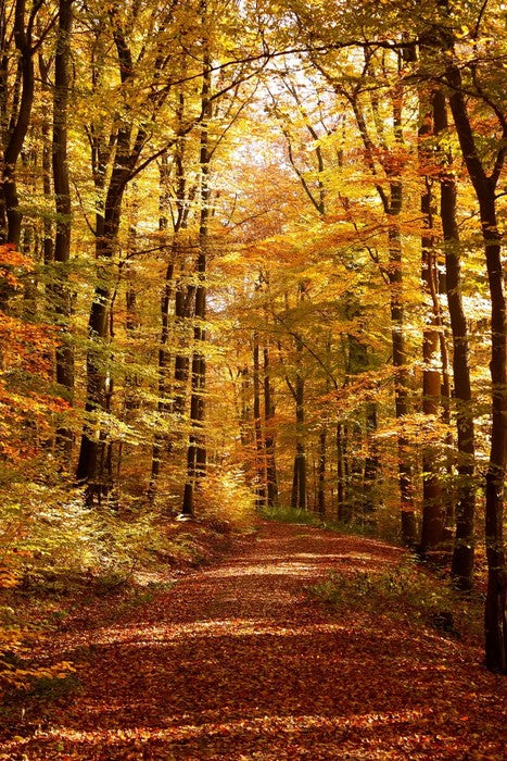 Autumn forest way