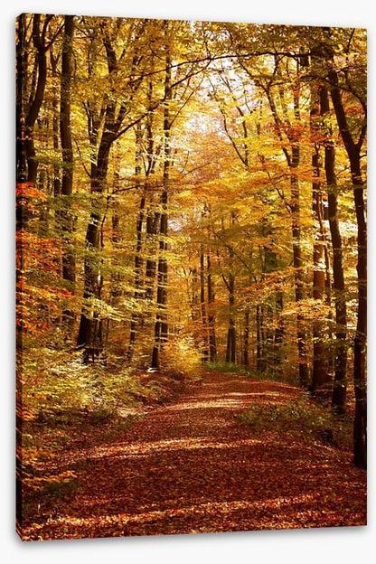 Autumn forest way