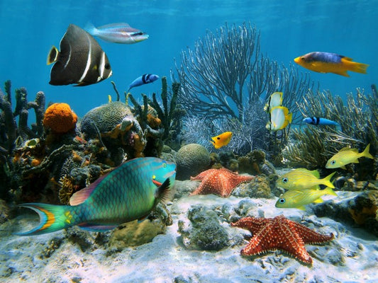 Blue coral school