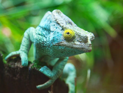 Reptiles / Amphibian