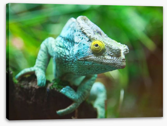 Reptiles / Amphibian