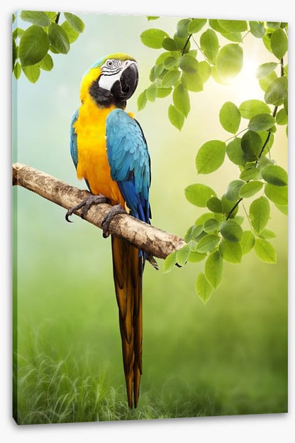 Amazon Macaw