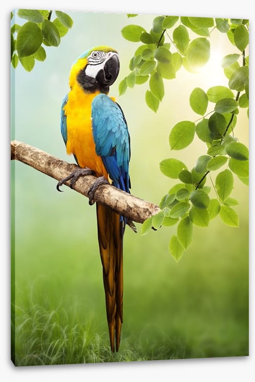 Amazon Macaw