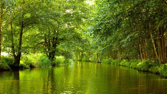 Vibrant forest river