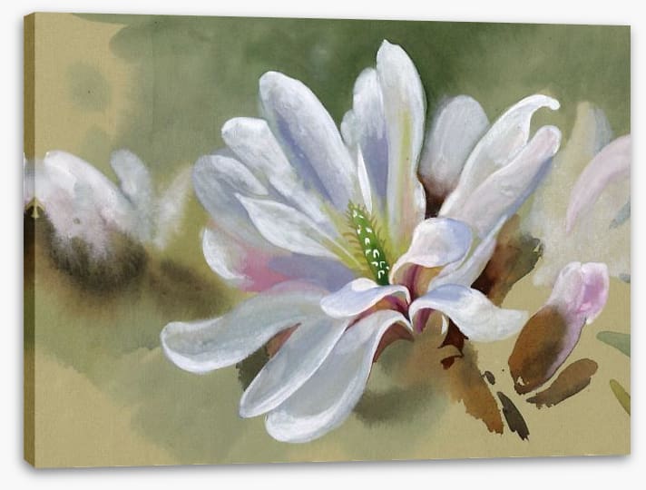 Majestic magnolia