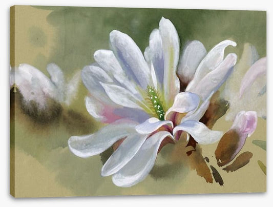 Majestic magnolia
