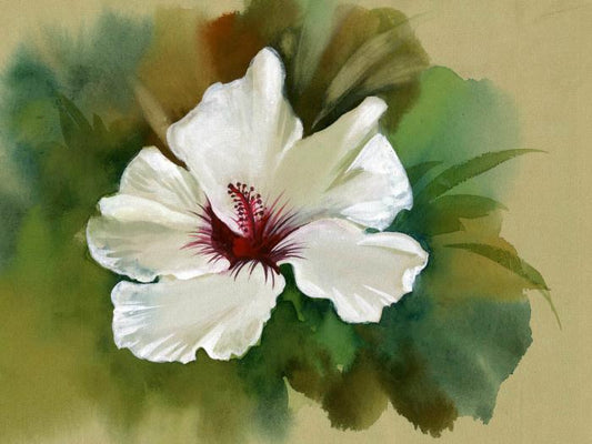 White hibiscus