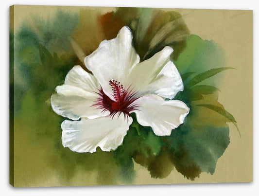 White hibiscus