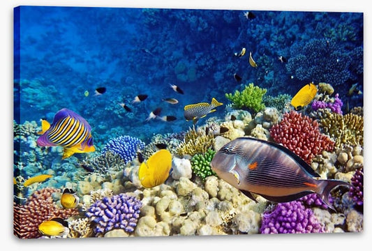 Life on the coral atoll