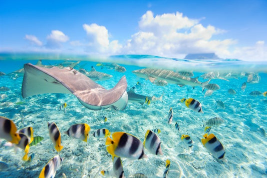 Stingray lagoon