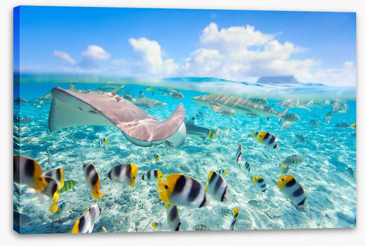 Stingray lagoon