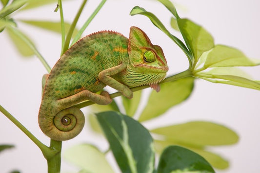 Reptiles / Amphibian
