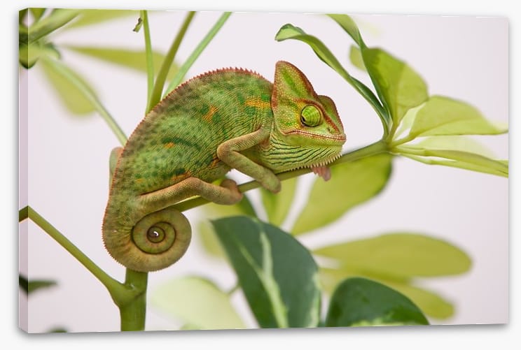 Reptiles / Amphibian