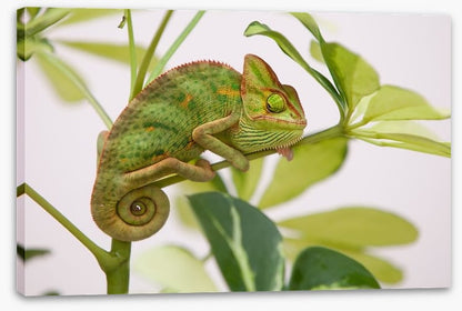 Reptiles / Amphibian