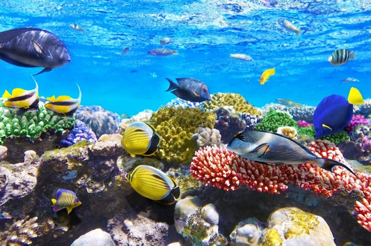 Coral meeting