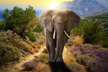Elephant stroll