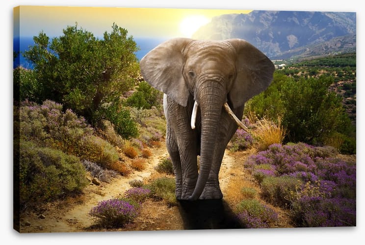 Elephant stroll