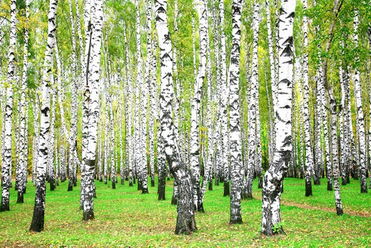 Silver birch grove