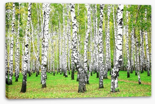 Silver birch grove