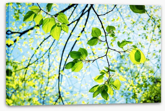 Fresh green spring