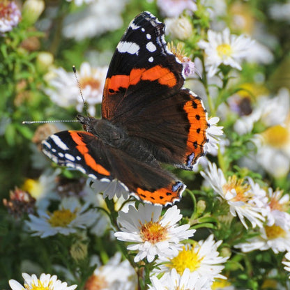Insects