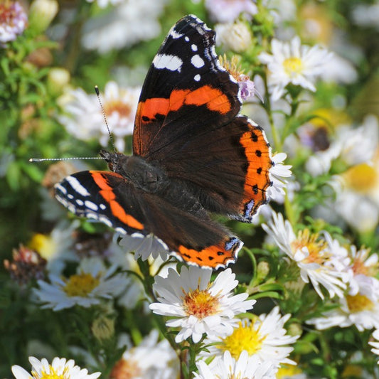 Insects