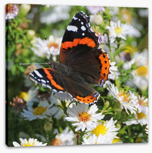 Insects