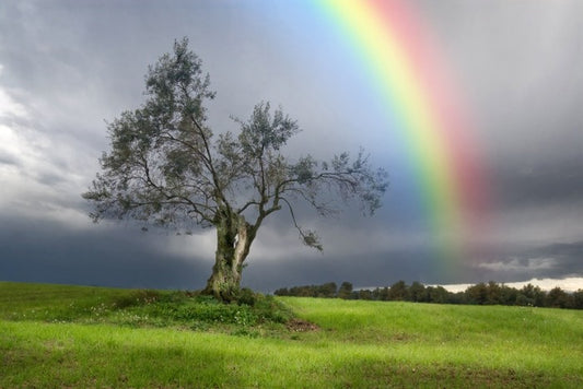 Rainbow over the olive tree
