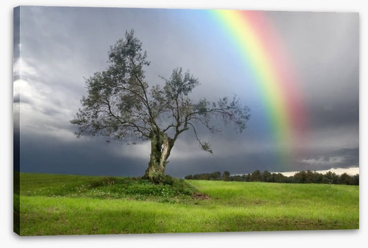 Rainbow over the olive tree