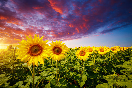 Sunflower storm