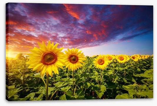 Sunflower storm