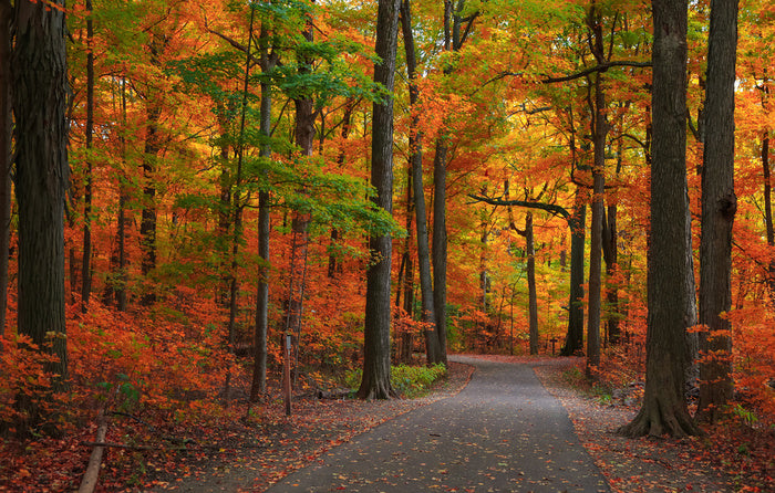 Autumn