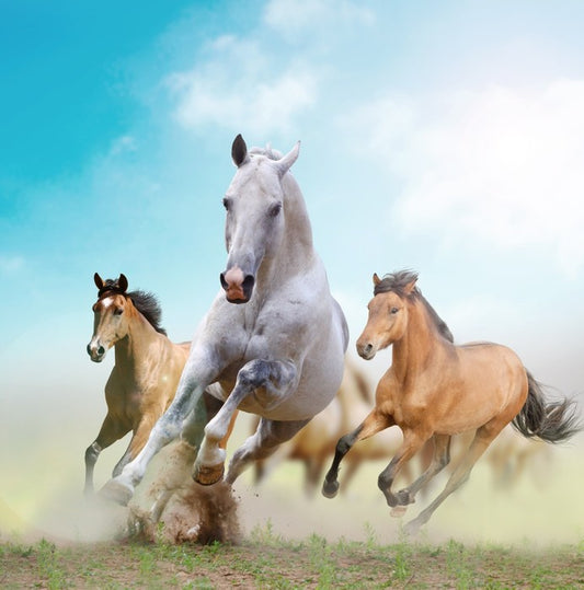 Running horses