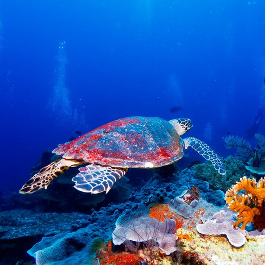 Hanging with the coral