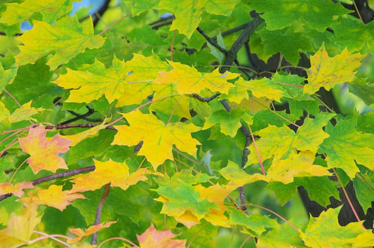Leaves