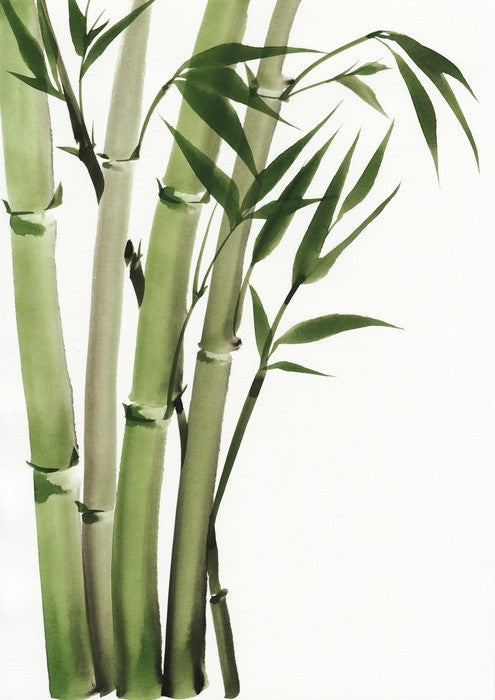 Elegant bamboo