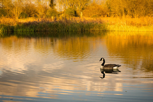 Golden goose