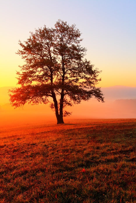 Trees