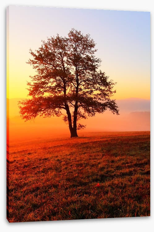 Trees