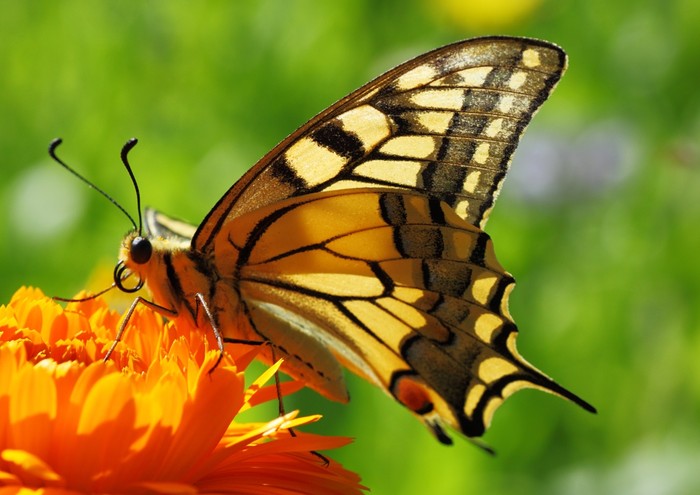 Butterflies